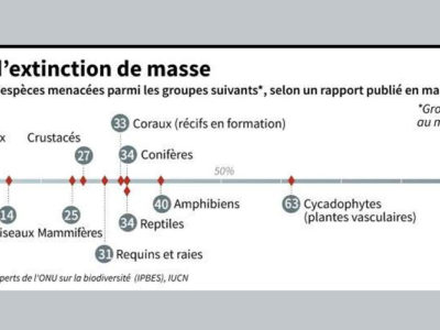 Biodiversité : l’UICN ajoute 1.840 espèces menacées sur sa Liste rouge