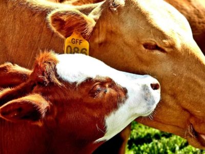 New Foot and Mouth outbreak a blow to South Africa