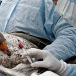 France: un premier foyer de Grippe aviaire de type H5 détecté dans un élevage