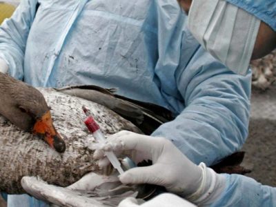 L’Organisation mondiale de la santé animale (OIE) appelle à une surveillance accrue de l’influenza aviaire