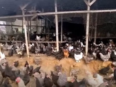 Grève chez nos reproducteurs Brahma: elles ne pondent plus