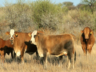 AU-IBAR : Animal Welfare, Environment & Sustainable Development Nexus Resolution Adopted during United Nations Environmental Assembly 5.2