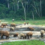 2nd Phase of Pan-African Peste des petits ruminants (PPR) Control and Eradication Programme (2022-2026) launched in Nairobi