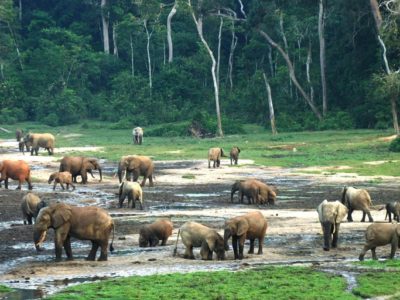Cameroun : le ministère du Tourisme cherche 5 milliards pour viabiliser le parc national de Lobéké