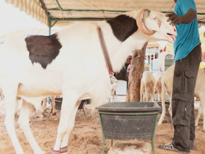 Sénégal : Tabaski, vers une pénurie de moutons