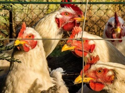 France: un premier foyer de Grippe aviaire de type H5 détecté dans un élevage