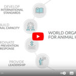 Vidéo : Qu’est ce que le concept « One Health » (une santé) ?