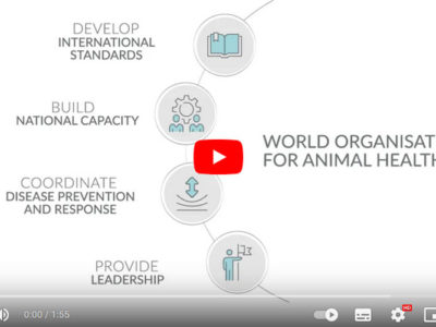 Improving aquatic animal health and welfare worldwide
