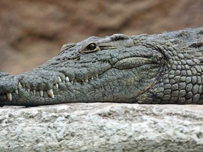 Afrique du Sud: 14 crocodiles retrouvés