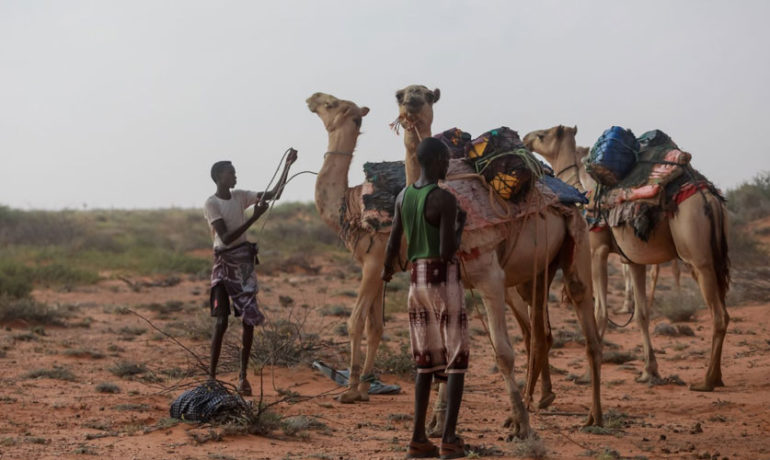Des hommes s'occupent de leurs chameaux en Somalie.