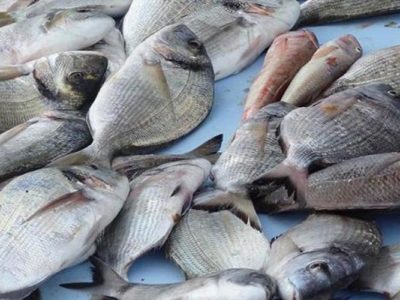 Cameroun : l’Afrique centrale planche sur le financement de l’aquaculture commerciale