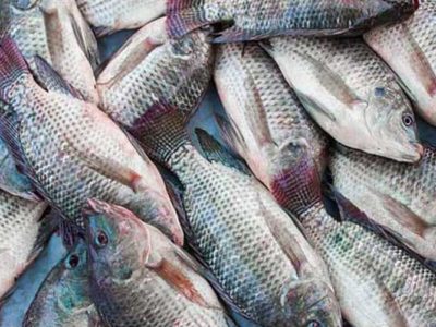 Gabon : 1 milliard FCFA d’exportations de produits halieutiques en 2021, les revenus les plus faibles depuis 2017