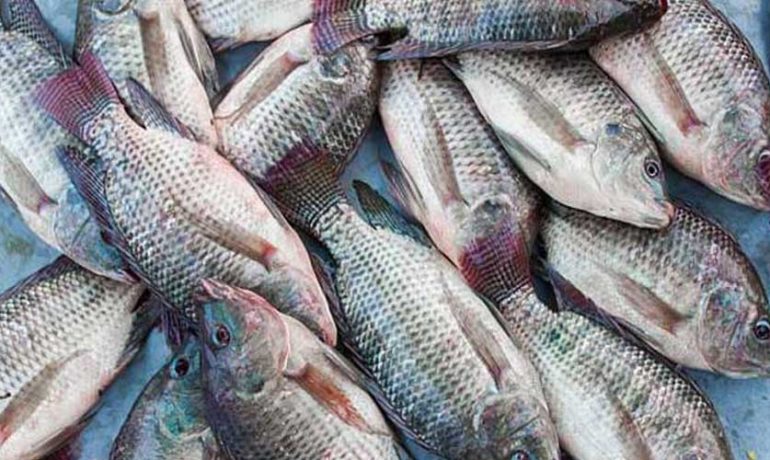 Gabon Poisson