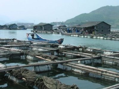 Le dernier rapport de la FAO le souligne : l’aquaculture occupe la première place dans les assiettes des consommateurs qui se remplissent toujours plus de poissons !