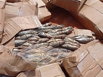 Burkina-Faso : Plus de 1 600 cartons de poissons impropres à la consommation saisis et détruits
