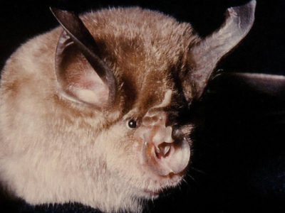 Ghana declares first-ever outbreak of Marburg virus disease