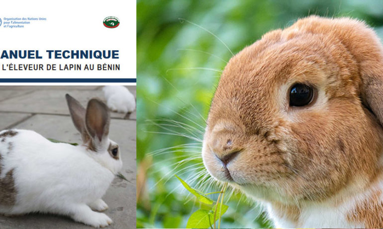 Lapin