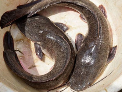Nigeria : Le Gouvernement veut porter sa production de poisson-chat africain à plus de 320 000 tonnes en 10 ans