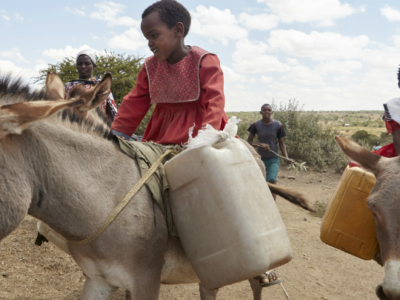 AU-IBAR : Stakeholders agree that the African donkey must be saved “Now and in the Future”