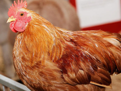 Sénégal : Revue après action sur la grippe aviaire à H5N1