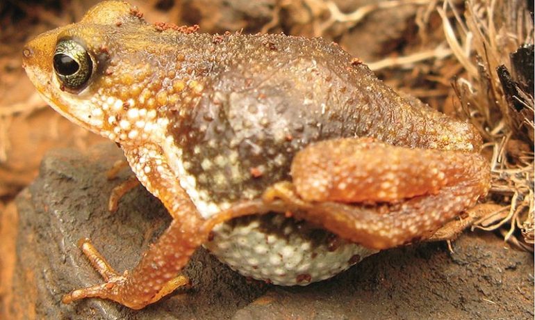 Nimbaphrynoides occidentalis
