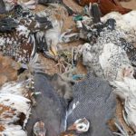 ILRI : Research Associate II Reproductive Technology – Livestock Genetics
