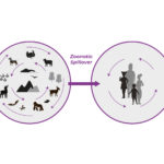 Veterinary laboratory testing protocols for priority zoonotic diseases in Africa