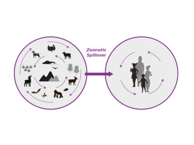 Quadripartite welcomes OHHLEP’s new white paper on zoonotic spillover prevention