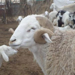 Information systems for zoonotic disease surveillance using a One Health approach