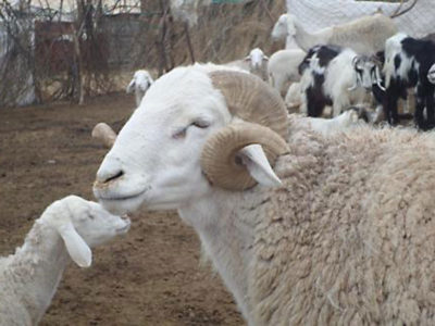 Algérie : Plus de 2000 vétérinaires mobilisés pour le contrôle sanitaire des animaux lors de l’Aïd El-Adha