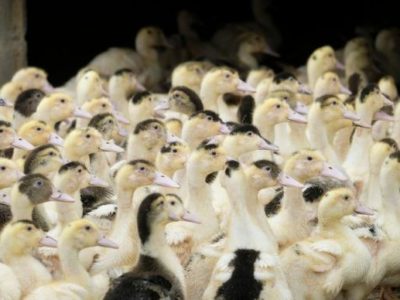 France : Influenza aviaire – l’État renforce son soutien budgétaire pour accompagner les éleveurs et le lancement de la campagne vaccinale