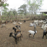 National Agriculture Value Chain Expert