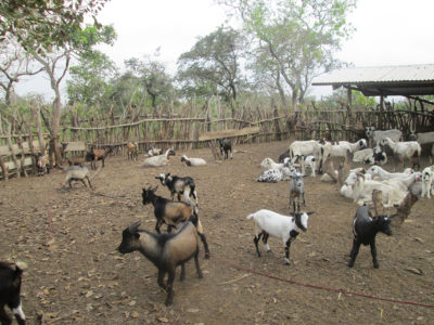 Consultancy to Develop a Working Paper on “Women’s empowerment, climate resilience, and nutrition along the goat value chain in Senegal”