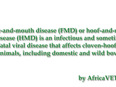 EuFMD : Short Term Placements