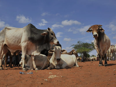 Kenya : L’assurance du bétail concerne plus de 173 000 éleveurs