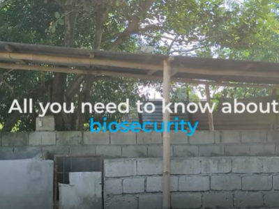 Practice biosecurity to save your pigs; including clean and disinfection procedures