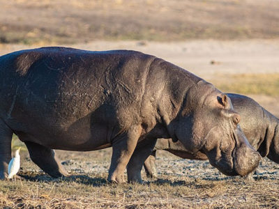 RDC : Un homme grièvement blessé par un hippopotame à Kavimvira (Uvira)
