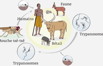 Élevage : Un nouveau partenariat noué pour trouver des solutions à la trypanosomiase animale africaine (TAA)