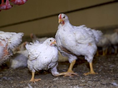 SENEGAL-CONSOMMATION / Kaffrine : 17 kg de cuisse de poulets saisis par le service de l’élevage