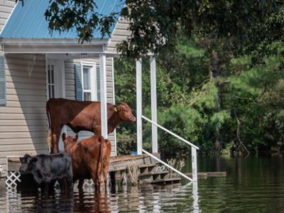 OMSA : Les multiples répercussions d’El Niño sur la faune sauvage et la santé animale