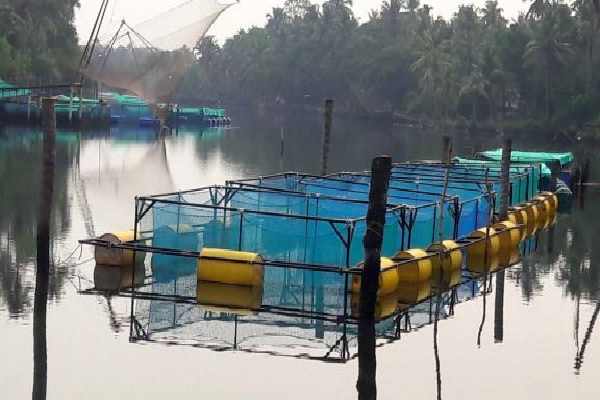 Sustainable Cage Fish Farming in Kerala