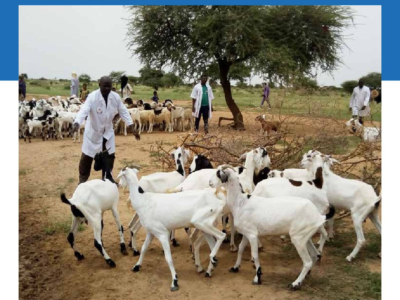 Niger : L’approche One Health / une gestion améliorée des risques sanitaires