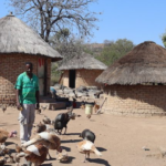 Article : The Public Health Importance and Management of Infectious Poultry Diseases in Smallholder Systems in Africa