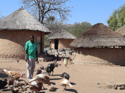 Poultry and Livestock Production Helps Communities Build Climate Resilience in Zimbabwe