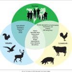 Consultancy : In-depth assessment and analytics of Animal Health data within the Animal Resources Information System (ARIS) hosted in AU-IBAR