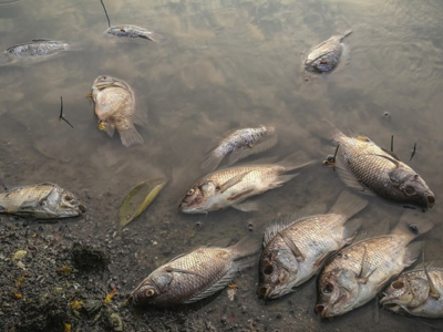 Gabon : Mystérieuse mortalité des poissons dans l’Estuaire du Komo : Une enquête est en cours