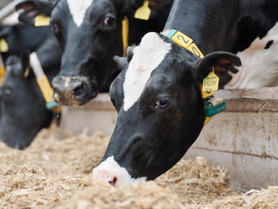 US : Avian flu detected in Idaho dairy cows