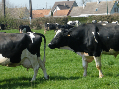 Etats-Unis : La grippe aviaire contamine désormais les animaux d’élevage, vaches, chèvres