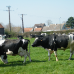 Réduire la nécessité de recourir aux antimicrobiens dans les exploitations agricoles pour une transformation durable des systèmes agroalimentaires