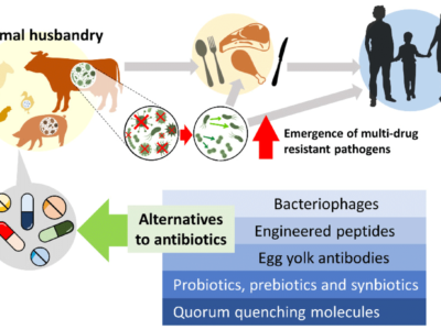 WOAH calls for continued vigilance amidst rise of antimicrobial use in animals